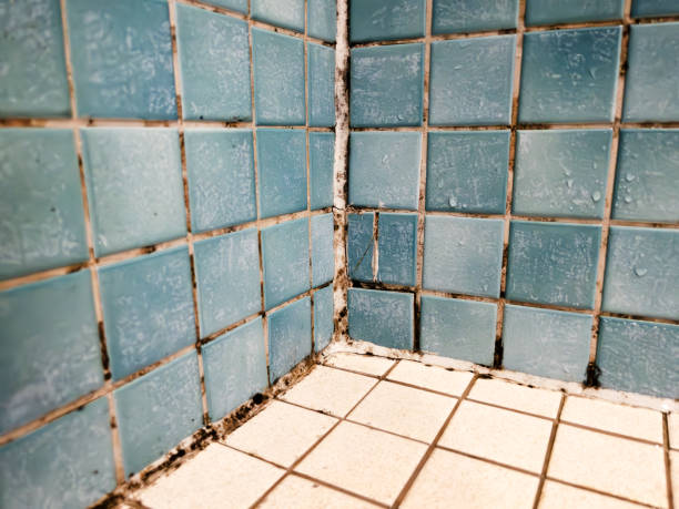 Best Crawl Space Mold Remediation  in Floydada, TX