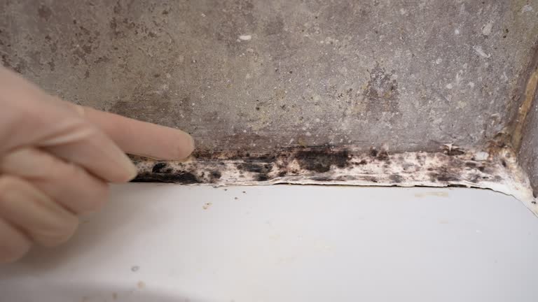 Best Mold Damage Restoration  in Floydada, TX