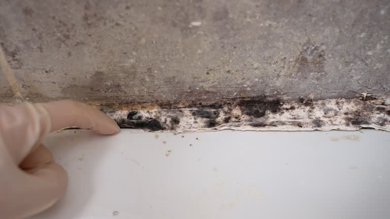 Mold Remediation for Rental Properties in Floydada, TX